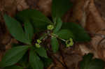 Clustered blacksnakeroot